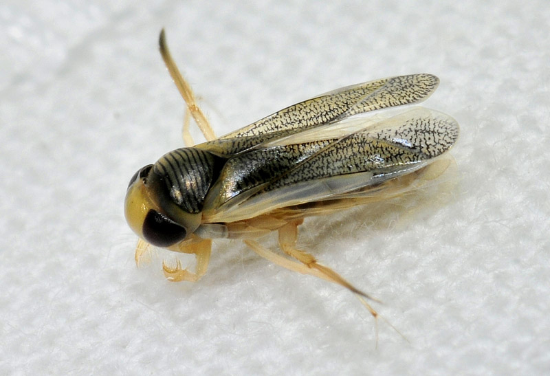Corixidae